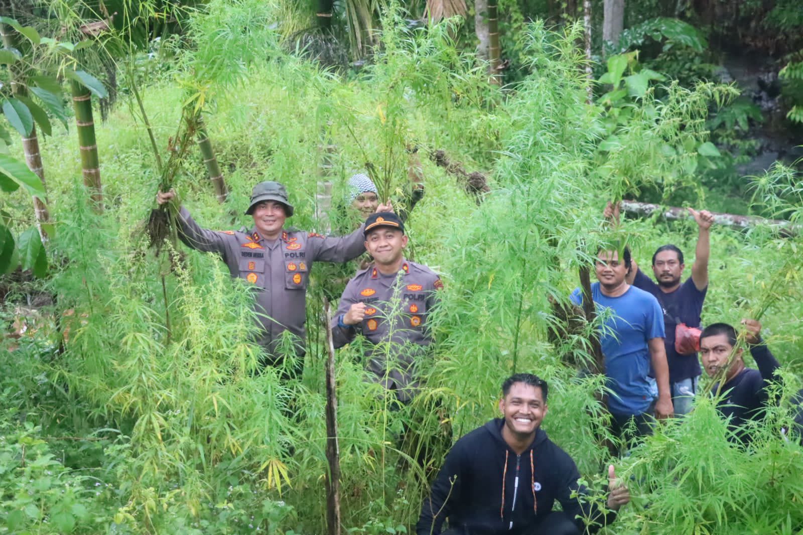 Polres Aceh Utara musnahkan 40.000 batang ganja di Sawang Polres Aceh Utara musnahkan 40.000 batang ganja di Sawang