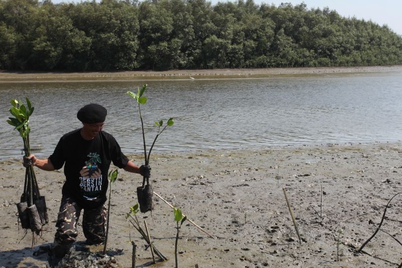 PBNU dan ratusan santri tanam 2.500 bibit mangrove di Surabaya PBNU dan ratusan santri tanam 2.500 bibit mangrove di Surabaya