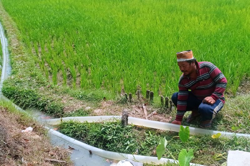 Petani Lebak gunakan pompa secara mandiri atasi kekeringan Petani Lebak gunakan pompa secara mandiri atasi kekeringan