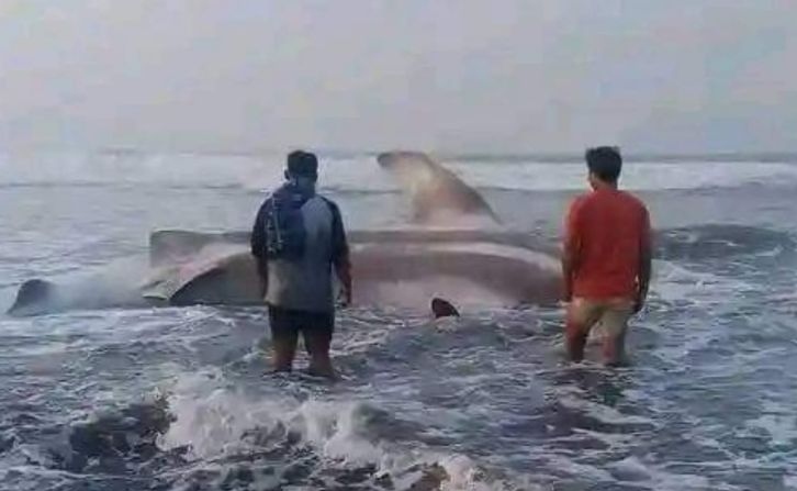 Warga pesisir selatan Cianjur temukan hiu paus tutul terdampar