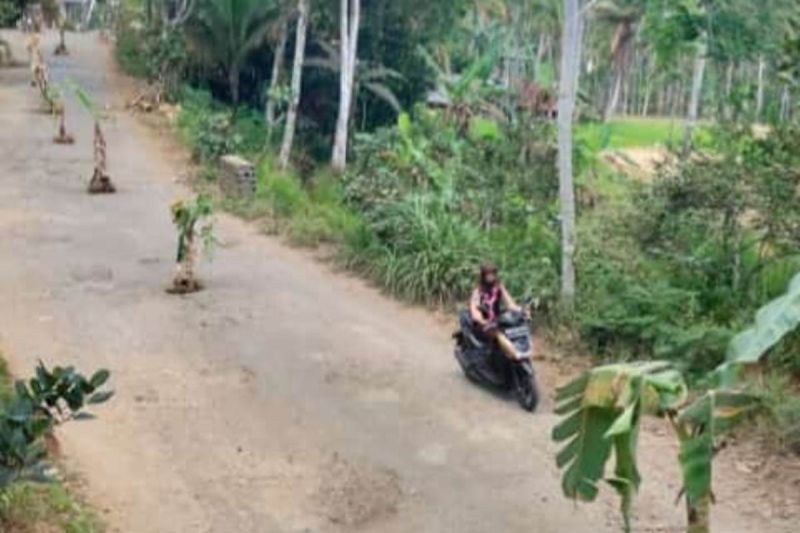 Protes jalan rusak, pohon pisang yang ditanam warga di badan jalan disingkirkan petugas