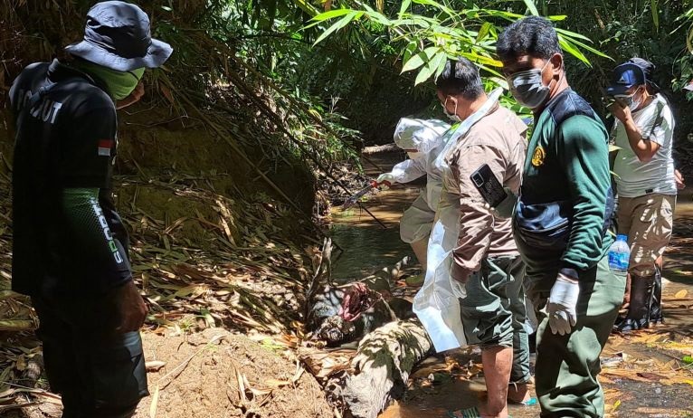 Tim gabungan selidiki penyebab kematian sejumlah satwa liar di TNBNW Tim gabungan selidiki penyebab kematian sejumlah satwa liar di TNBNW