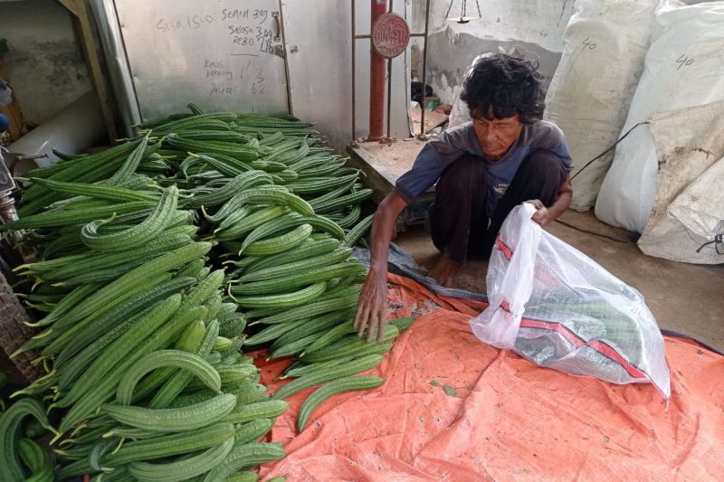 Petani sayuran Lebak kewalahan layani permintaan pasar saat kemarau Petani sayuran Lebak kewalahan layani permintaan pasar saat kemarau