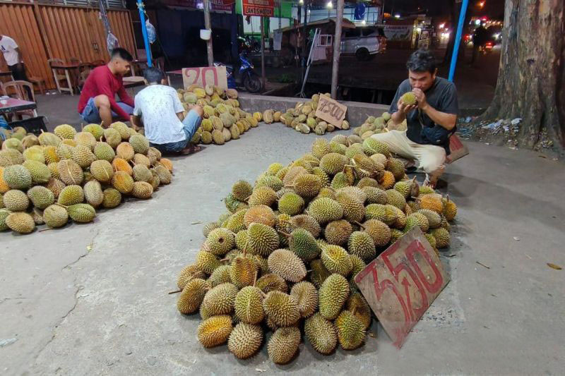 Kalbar masuki puncak musim buah durian Kalbar masuki puncak musim buah durian