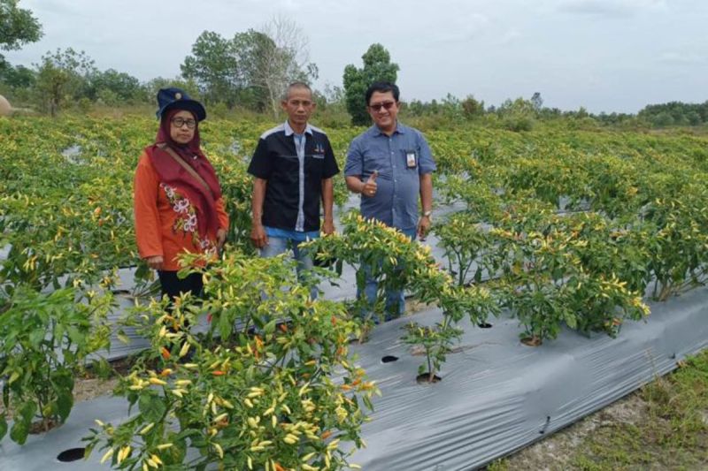 BI Kalteng beri percontohan digitalisasi pertanian cabai rawit BI Kalteng beri percontohan digitalisasi pertanian cabai rawit