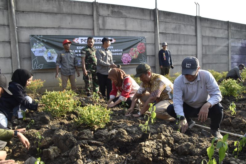 DKPP Surabaya bersama kelompok tani tanam cabai serentak DKPP Surabaya bersama kelompok tani tanam cabai serentak