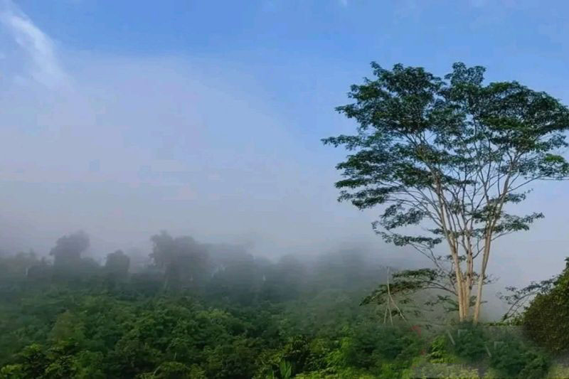Pohon Asuh, asa sejahtera dan hulubalang raksasa jaga Heart of Borneo