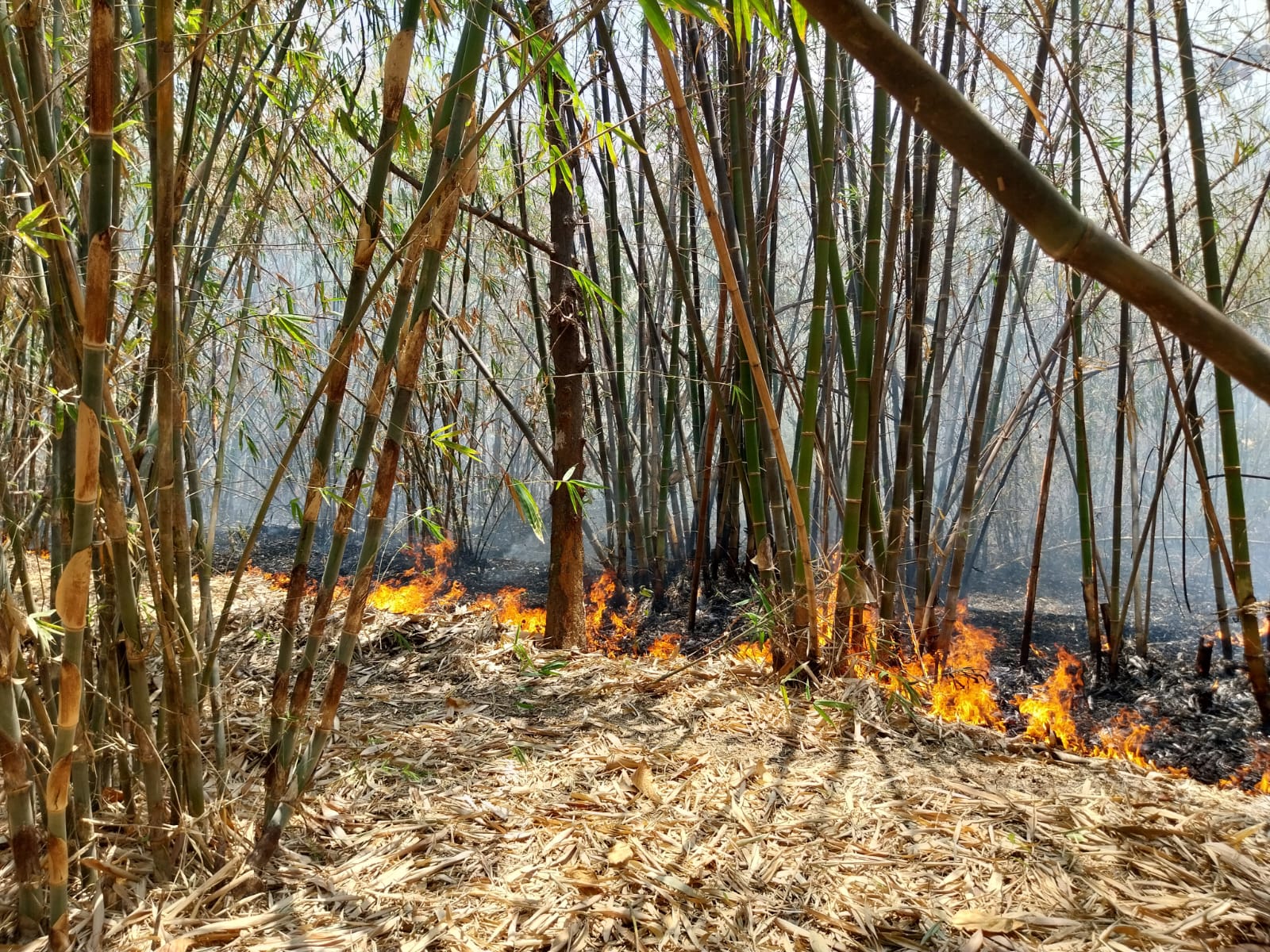 Armada pemadam kebakaran kurang, ratusan hektar lahan di Majalengka ludes terbakar Armada pemadam kebakaran kurang, ratusan hektar lahan di Majalengka ludes terbakar