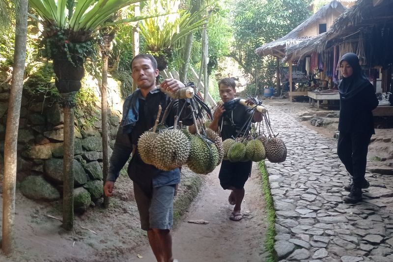 Musim durian menambah kesejahteraan warga Badui
