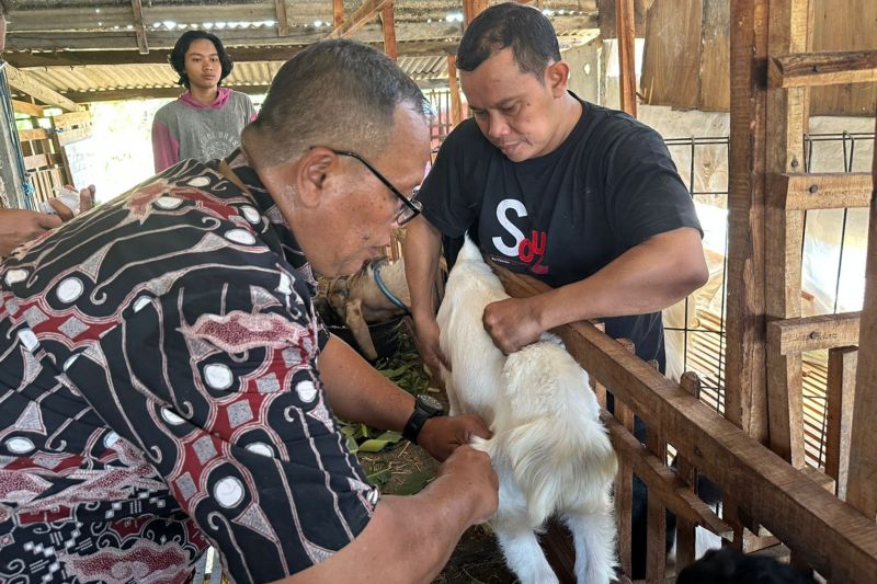 Vaksinasi PMK di Kudus mulai menyasar hewan ternak kambing Vaksinasi PMK di Kudus mulai menyasar hewan ternak kambing