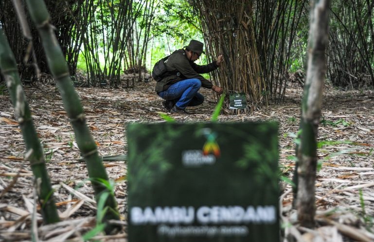 BRIN menyatakan jika bambu bisa menjadi tanaman alternatif atasi krisis kayu BRIN menyatakan jika bambu bisa menjadi tanaman alternatif atasi krisis kayu