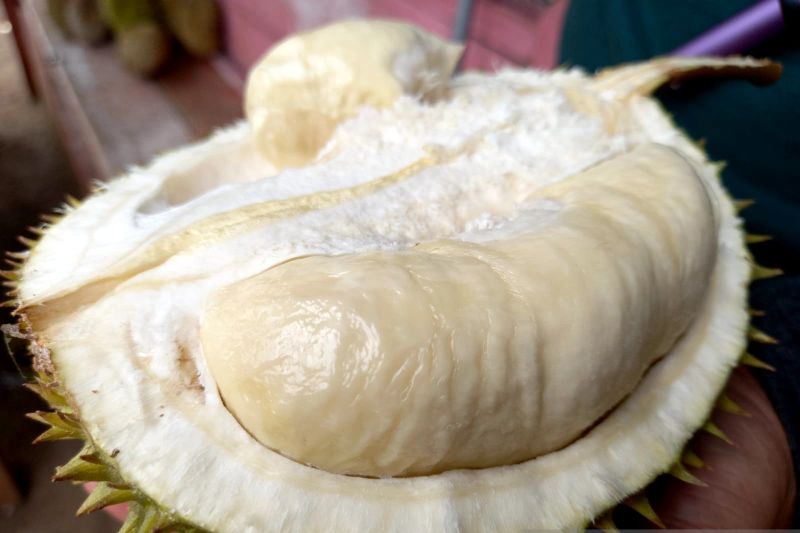 Gorontalo Utara berpeluang ekspor durian ke China Gorontalo Utara berpeluang ekspor durian ke China