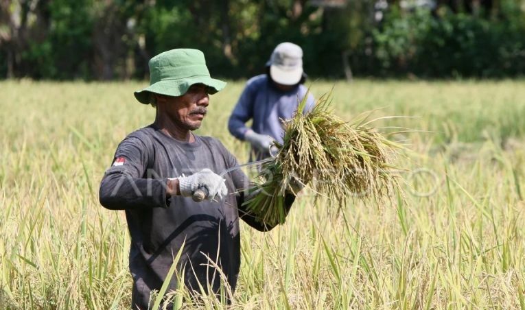 Panen raya petani di Jawa Barat meningkat 12,3 ton padi per-hektare Panen raya petani di Jawa Barat meningkat 12,3 ton padi per-hektare