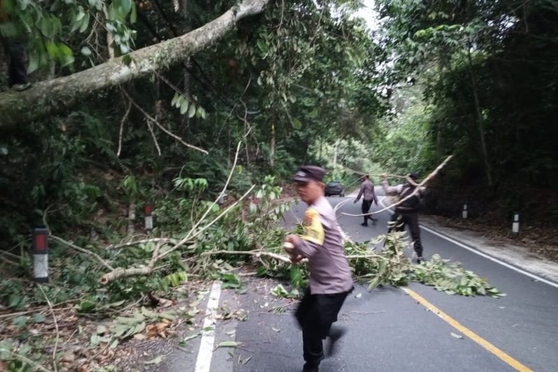 Polisi bersihkan pohon tumbang halangi jalan di kawasan TNBBS Polisi bersihkan pohon tumbang halangi jalan di kawasan TNBBS