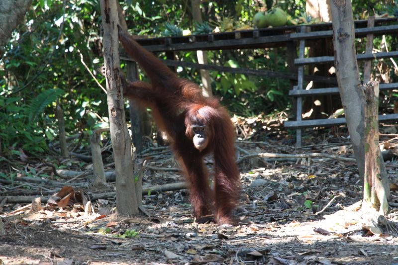Sebanyak 300 orang utan menunggu pelepasliaran Sebanyak 300 orang utan menunggu pelepasliaran