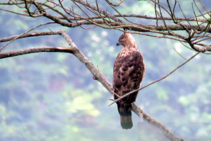 Menjaga populasi elang jawa, sang penguasa langit di Gunung Ciremai