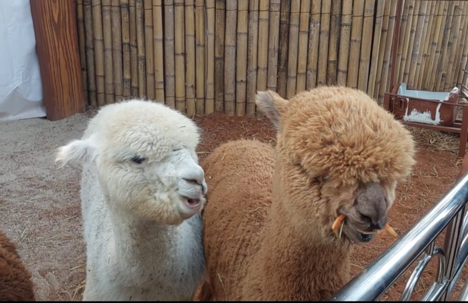 Samudera Ancol kenalkan satwa baru, Alpaca dan Walabi 