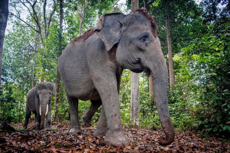 PHR berupaya agar petani dan gajah hidup rukun di Bengkalis Riau PHR berupaya agar petani dan gajah hidup rukun di Bengkalis Riau