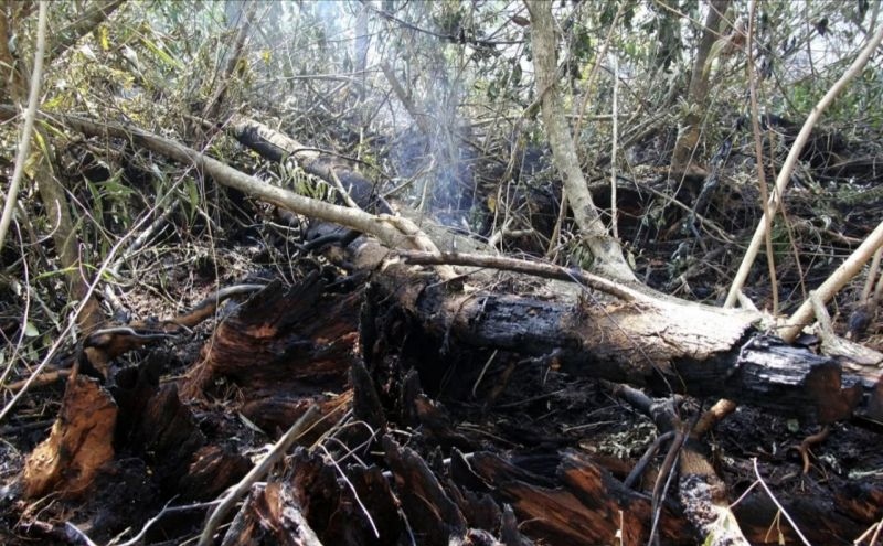 Polda Riau tangkap tujuh dalang kebakaran hutan dan lahan