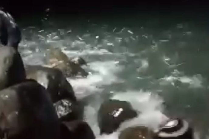 DPKHP Cianjur sebut fenomena banyak ikan di pantai karena kemarau DPKHP Cianjur sebut fenomena banyak ikan di pantai karena kemarau
