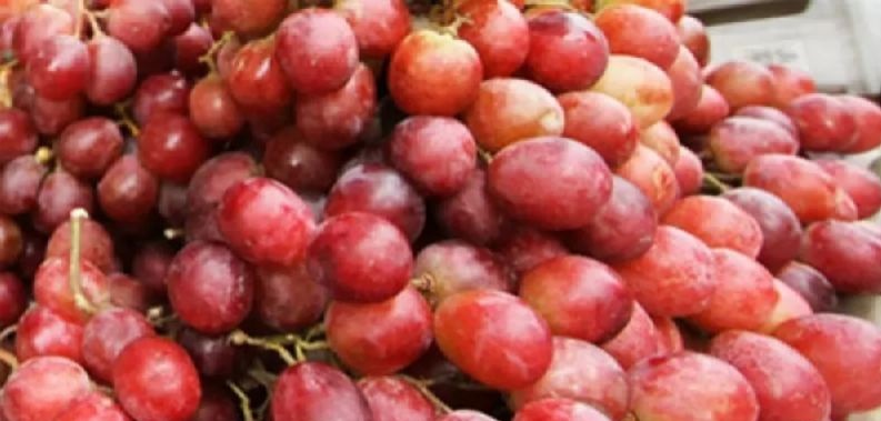 Mahasiswa UGM teliti ekstrak anggur untuk terapi neuropati diabetik