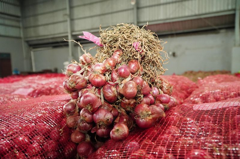 Bawang merah bertahan di level Rp26.620 per kg Bawang merah bertahan di level Rp26.620 per kg