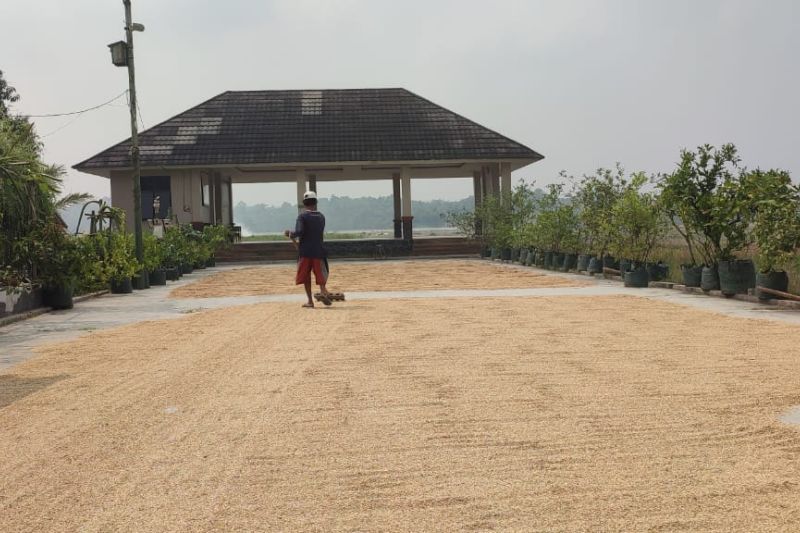 Produksi gabah pungut di Lebak Januari-Juli 2024 capai 457.401 ton Produksi gabah pungut di Lebak Januari-Juli 2024 capai 457.401 ton