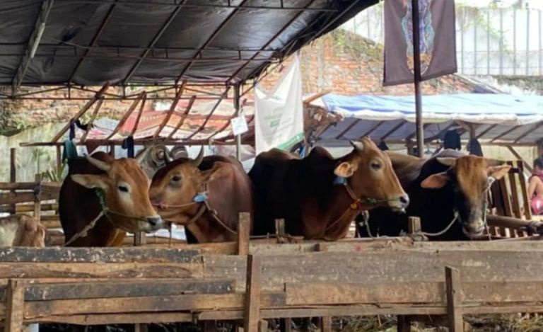 Diperkirakan 63 ribu hewan kurban masuk Jakarta menjelang Idul Adha