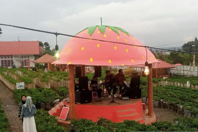 Pengunjung objek wisata kebun stroberi Solok ramai saat libur Lebaran Pengunjung objek wisata kebun stroberi Solok ramai saat libur Lebaran
