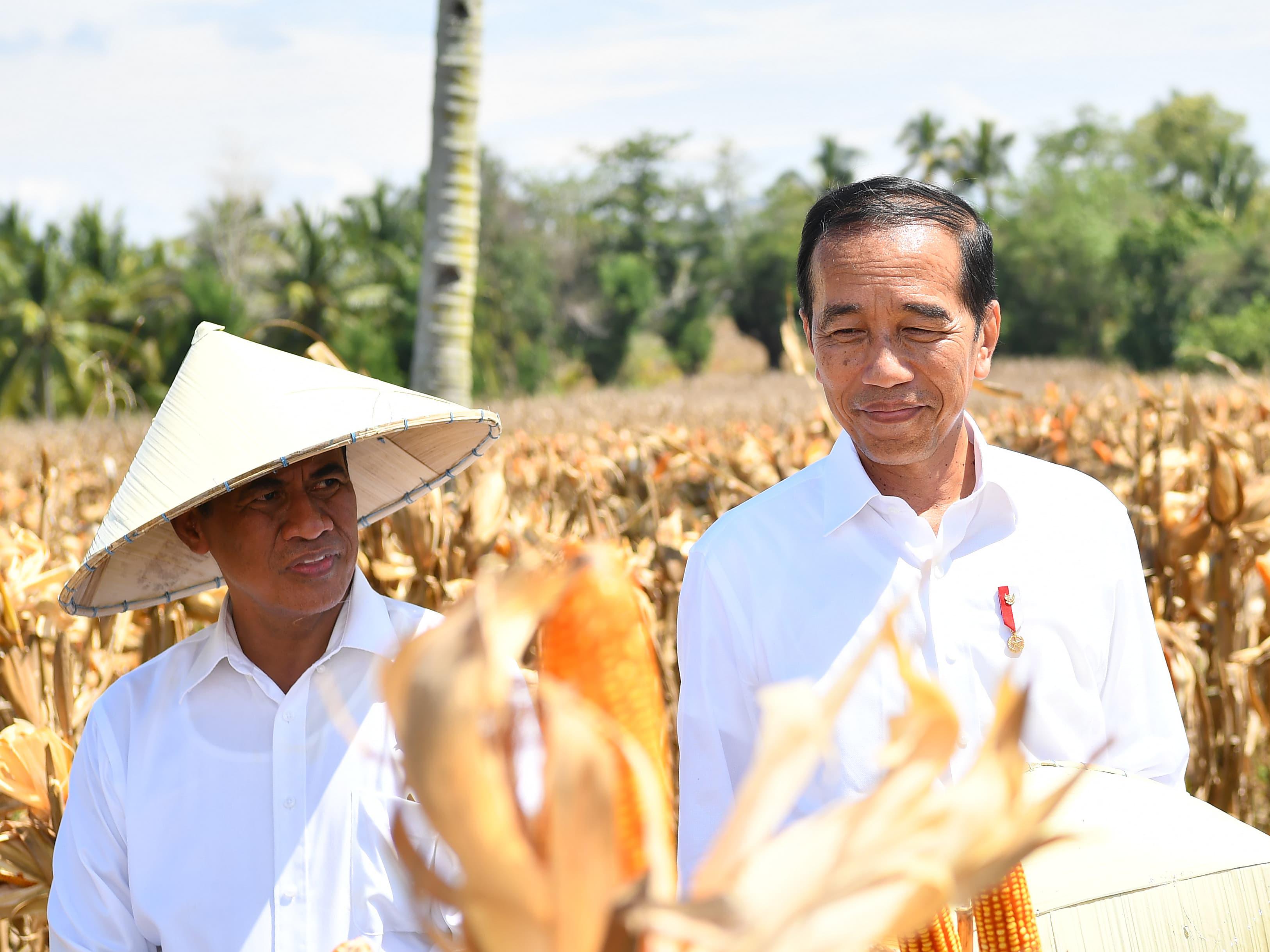 Tinjau panen jagung di Boalemo, Presiden Jokowi dorong peningkatan produksi dan kesejahteraan petani