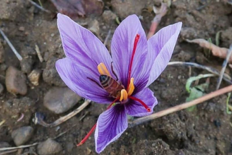 Mengetahui manfaat saffron untuk kesehatan kulit di musim kemarau Mengetahui manfaat saffron untuk kesehatan kulit di musim kemarau