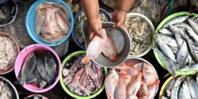 Konsumsi ikan sarden hingga teri cegah 750 ribu kematian pada 2050 Konsumsi ikan sarden hingga teri cegah 750 ribu kematian pada 2050
