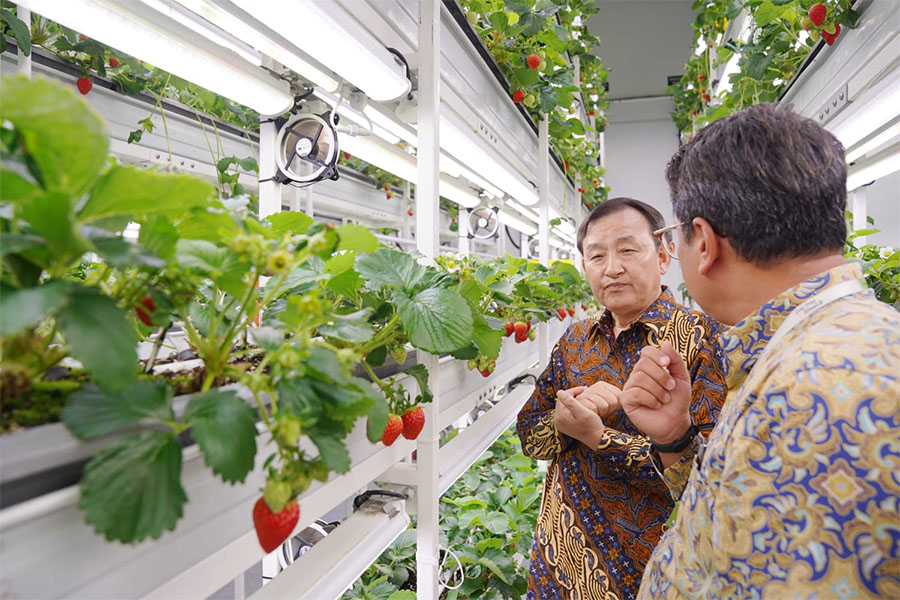 Strawberry Korea yang terkenal manis, akan dibudidayakan di Indonesia