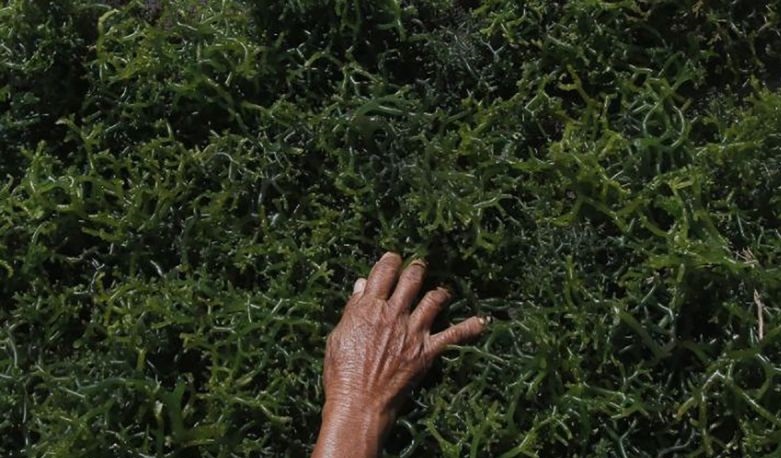 YPTB desak Maurice Blackburn pertanyakan perbedaan dana kompensasi YPTB desak Maurice Blackburn pertanyakan perbedaan dana kompensasi