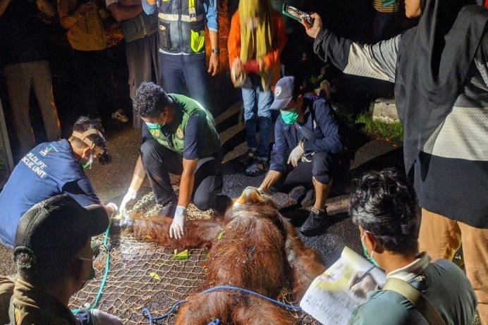 BKSDA berhasil mengevakuasi orang utan di kawasan Bandara Sampit BKSDA berhasil mengevakuasi orang utan di kawasan Bandara Sampit