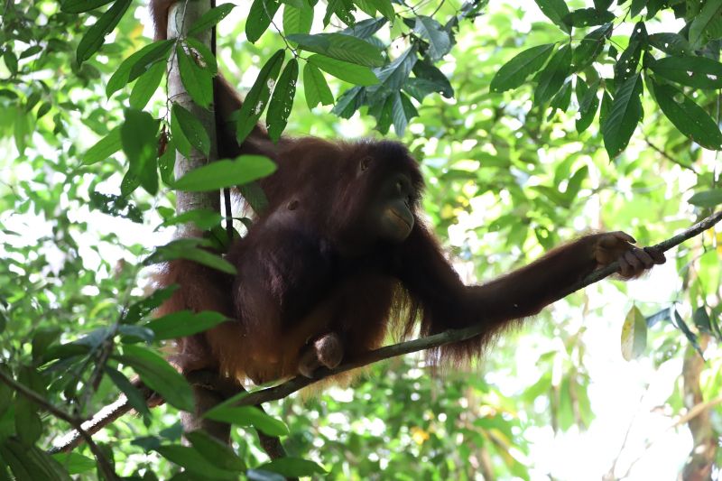 Meningkatkan efektivitas hukum perdagangan orangutan Kalimantan Meningkatkan efektivitas hukum perdagangan orangutan Kalimantan