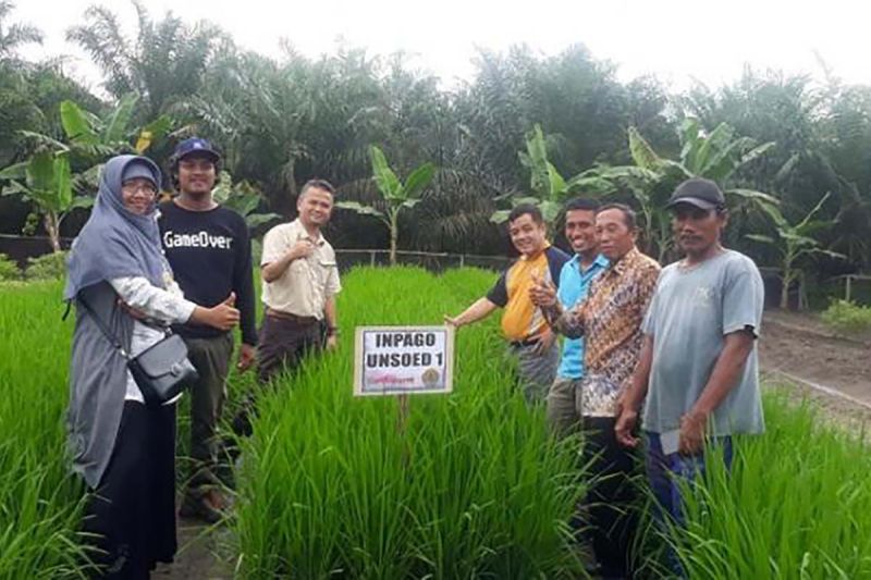 Pakar nilai budi daya padi di lahan kelapa sawit dukung ketahanan pangan Pakar nilai budi daya padi di lahan kelapa sawit dukung ketahanan pangan