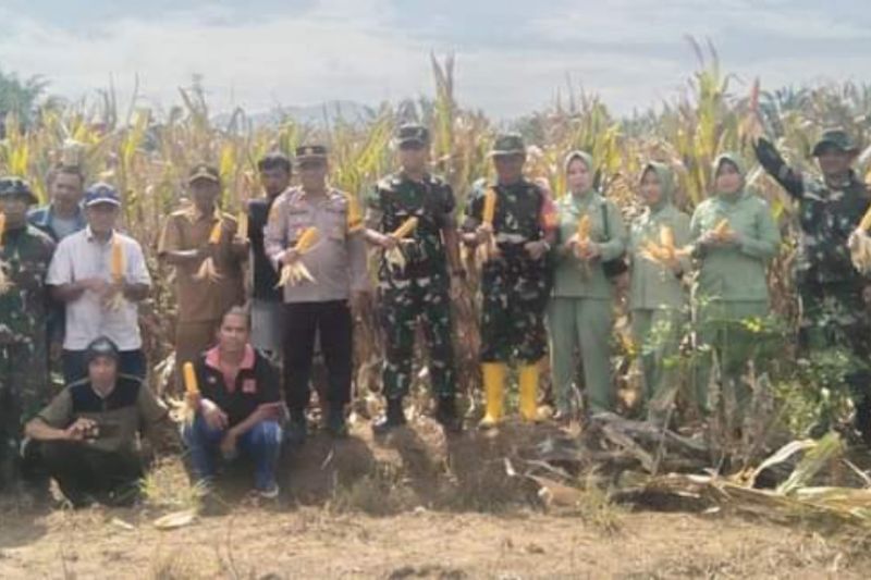 Kodim Pasangkayu dampingi petani kembangkan jagung Kodim Pasangkayu dampingi petani kembangkan jagung