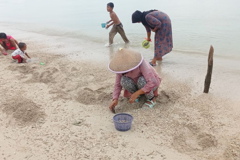 Warga pesisir Tanjung Lesung Pandeglang ramai berburu kerang remis Warga pesisir Tanjung Lesung Pandeglang ramai berburu kerang remis