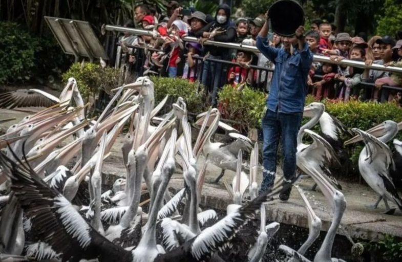 Pengelola Margasatwa Ragunan prediksi 1 Januari jadi puncak kunjungan Pengelola Margasatwa Ragunan prediksi 1 Januari jadi puncak kunjungan