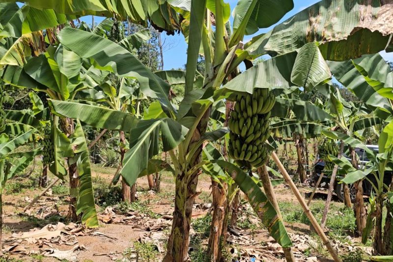 Pisang cavendish asal Sulsel diminati pasar internasional