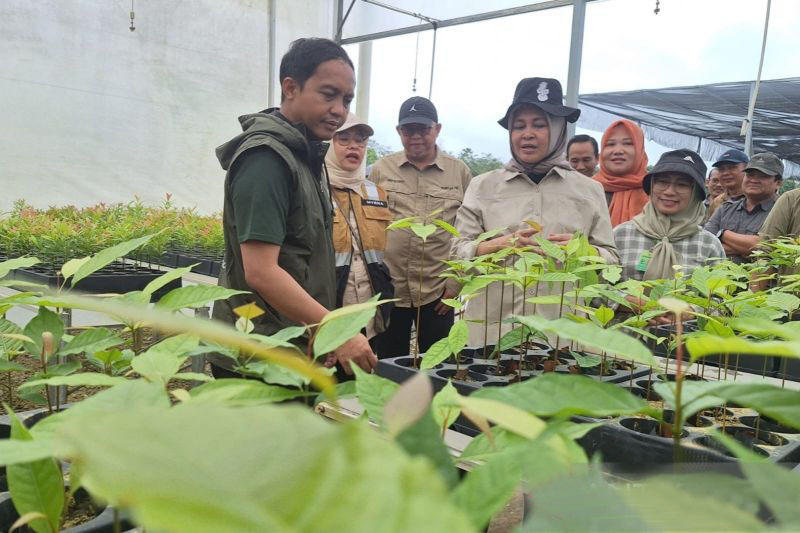 Kemenhut hutankan kembali 1.800 hektare kawasan Kota Nusantara Kemenhut hutankan kembali 1.800 hektare kawasan Kota Nusantara