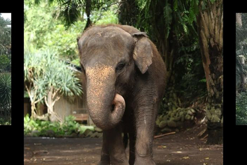 Bali Zoo kuburkan bangkai gajah sumatera Molly Bali Zoo kuburkan bangkai gajah sumatera Molly