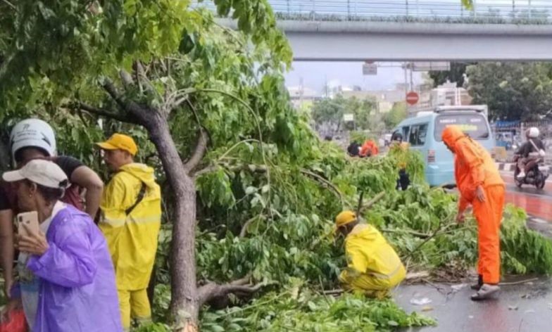 44 pohon di Jakpus terkena dampak hujan disertai angin kencang 44 pohon di Jakpus terkena dampak hujan disertai angin kencang