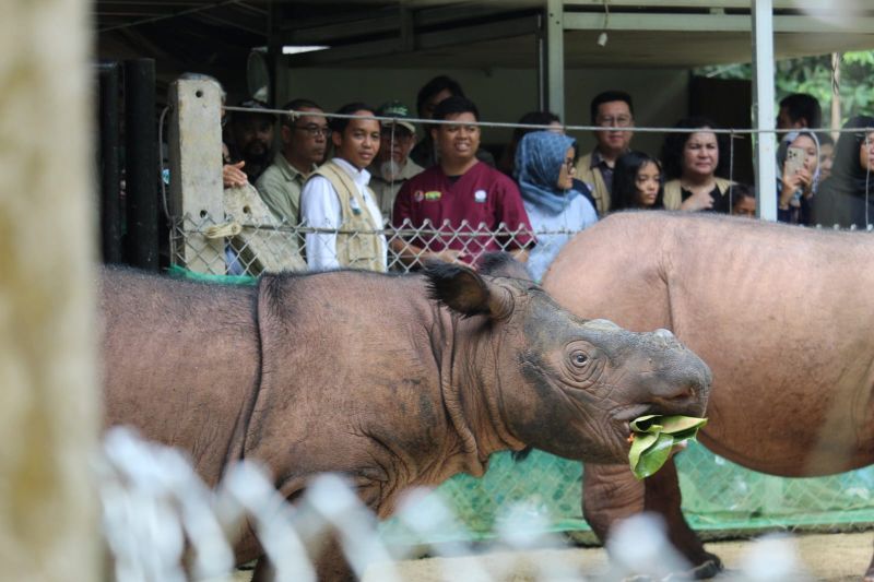 Menhut: Total lima badak telah lahir di Suaka Rhino Sumatera Menhut: Total lima badak telah lahir di Suaka Rhino Sumatera