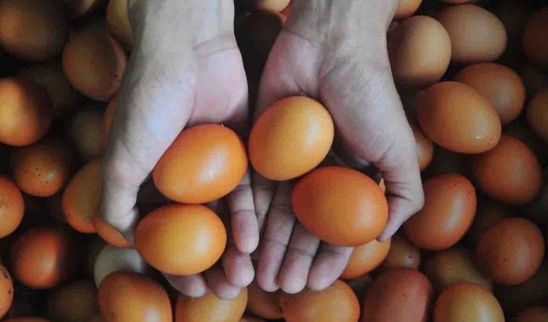 Harga pangan Sabtu, telur ayam Rp30.710/kg, daging sapi Rp133.930/kg Harga pangan Sabtu, telur ayam Rp30.710/kg, daging sapi Rp133.930/kg