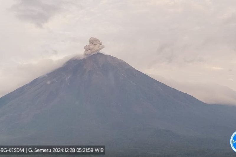 Semeru beberapa kali erupsi dengan tinggi letusan hingga 700 meter Semeru beberapa kali erupsi dengan tinggi letusan hingga 700 meter