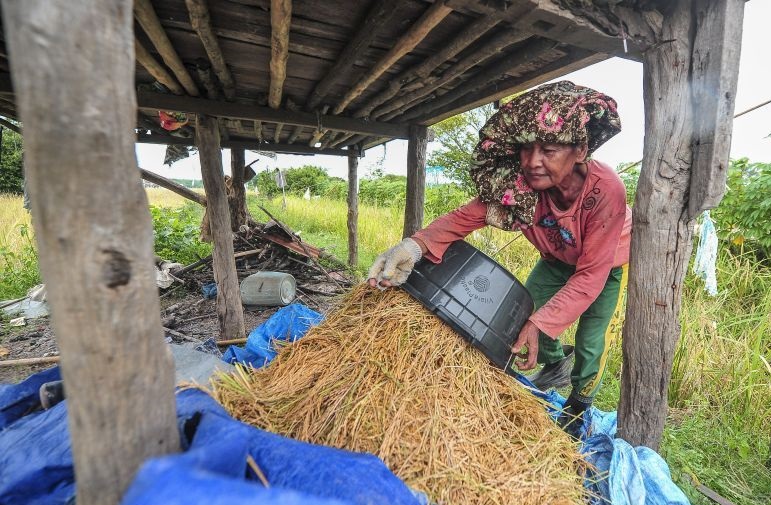 Menyelamatkan gabah petani Menyelamatkan gabah petani