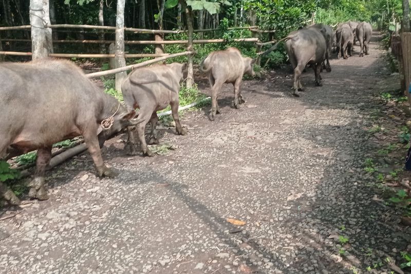 Pemkab Lebak minta warga kembangkan kerbau jadi andalan ekonomi Pemkab Lebak minta warga kembangkan kerbau jadi andalan ekonomi