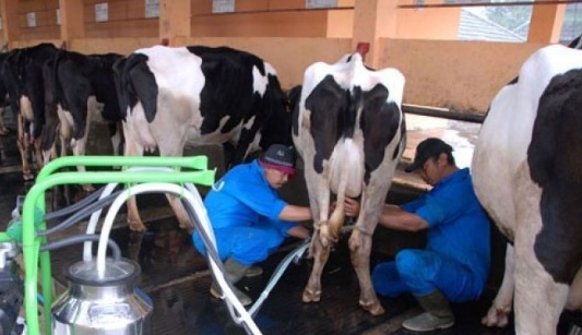 Susu Program MBG akan diberikan di daerah-daerah peternakan sapi perah Susu Program MBG akan diberikan di daerah-daerah peternakan sapi perah